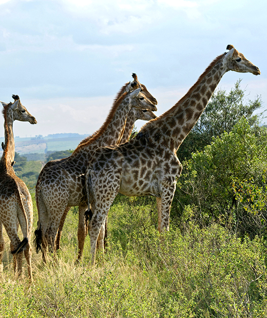 Central-African-Republic